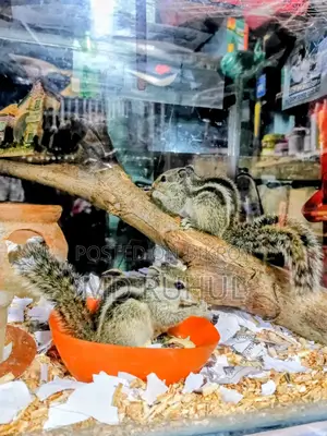 কাটবিরাল বাচ্চা