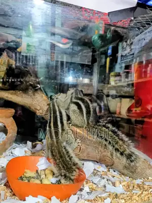 কাটবিরাল বাচ্চা