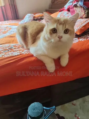 1+ Year Male Purebred Persian