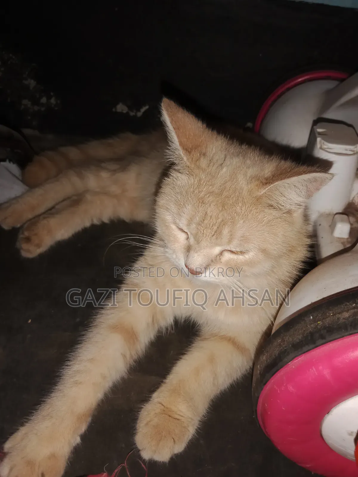 6-12 Months Female Mixed Breed Persian