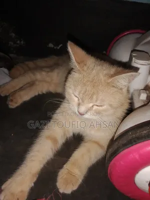 6-12 Months Female Mixed Breed Persian