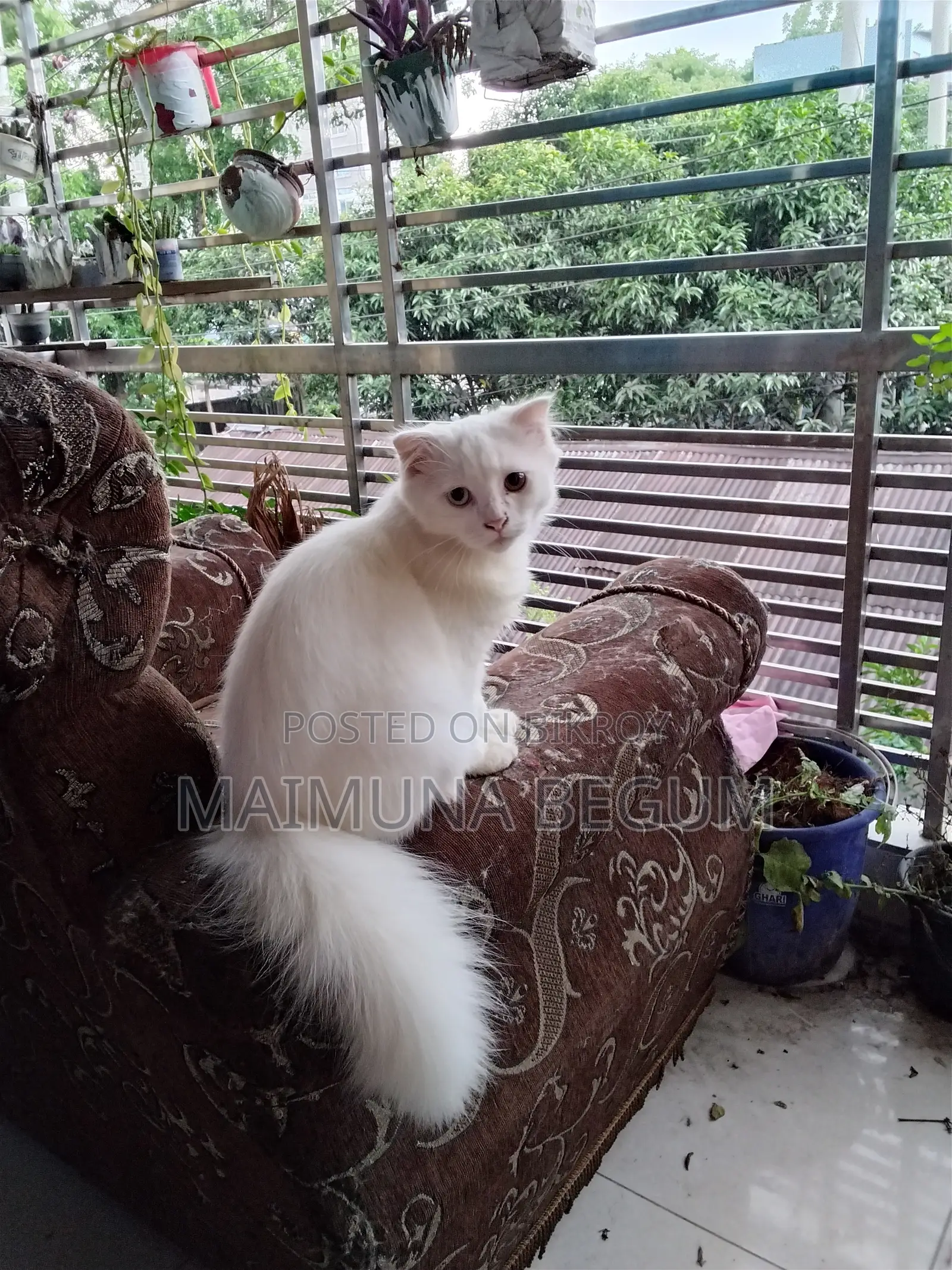 3-6 Months Male Purebred Persian Cat