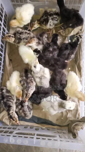 Turkey Chicks
