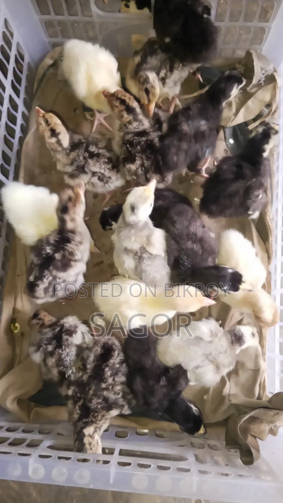 Turkey Chicks