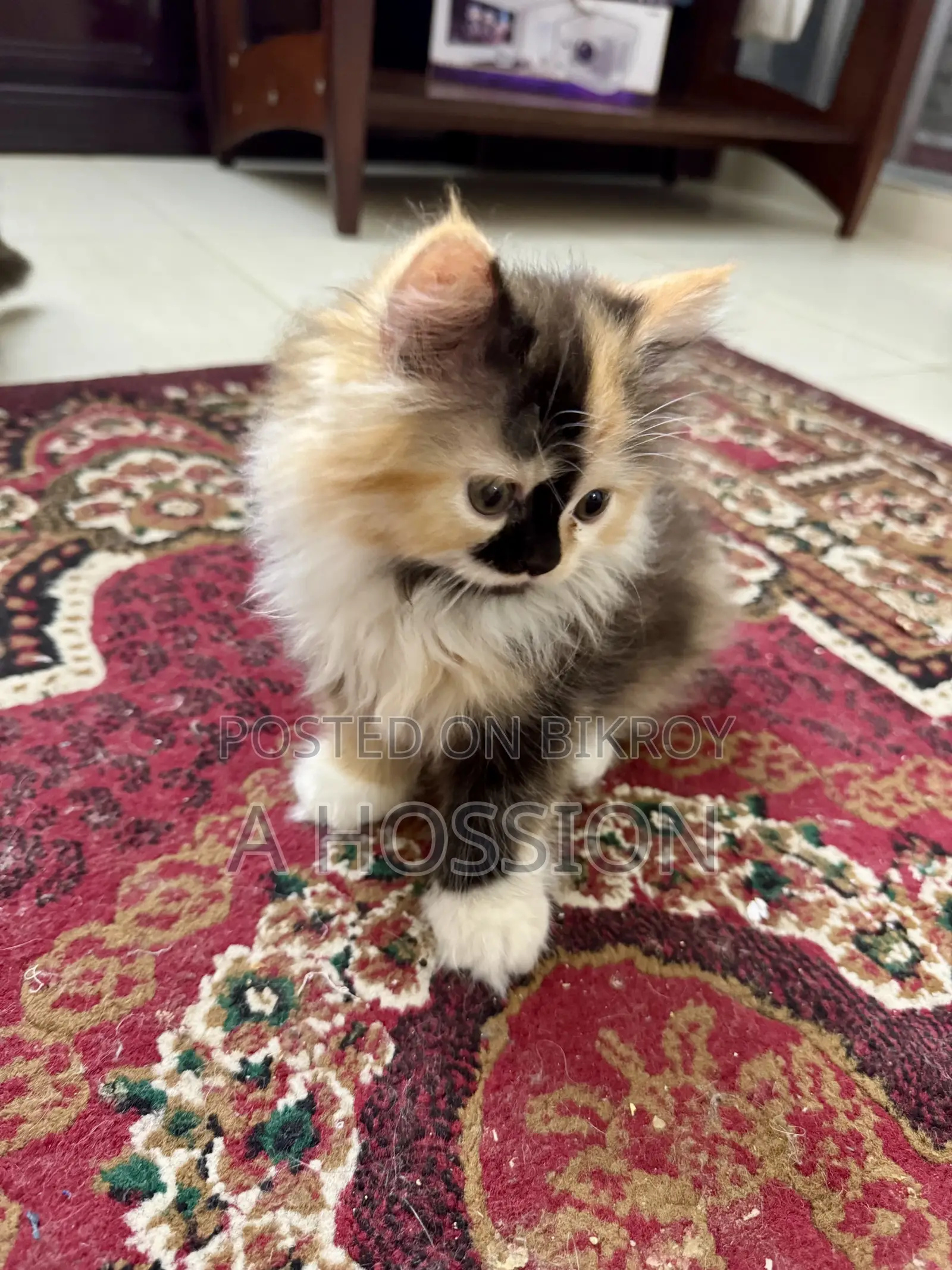 1-3 Months Female Purebred Persian Kitten