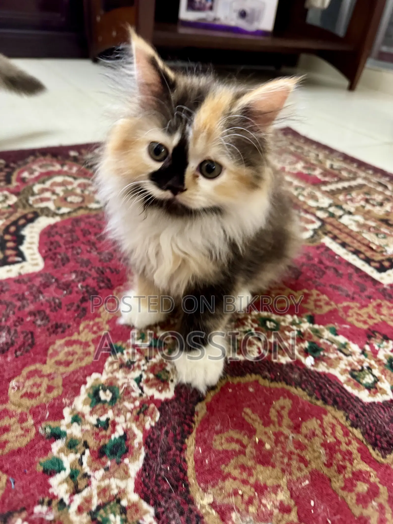 1-3 Months Female Purebred Persian Kitten