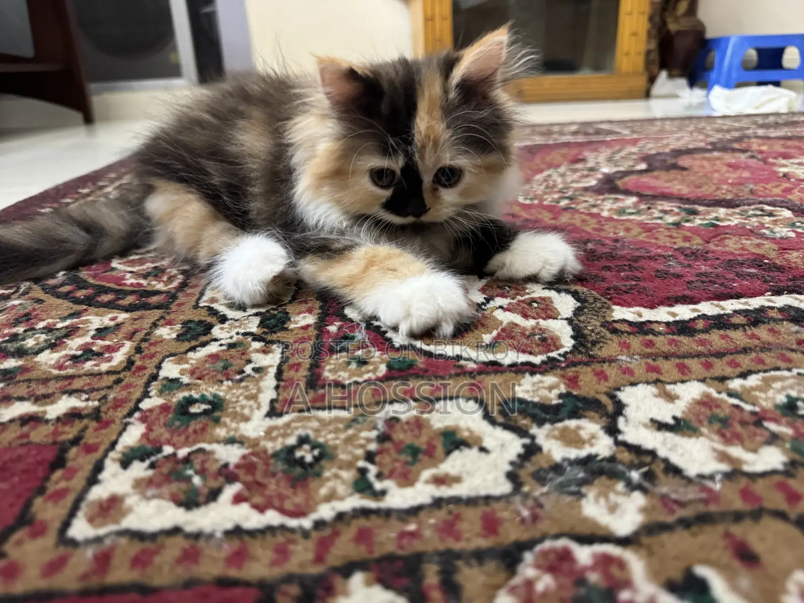1-3 Months Female Purebred Persian Kitten
