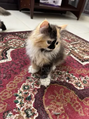 1-3 Months Female Purebred Persian Kitten