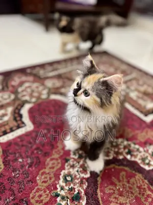 1-3 Months Female Purebred Persian Kitten