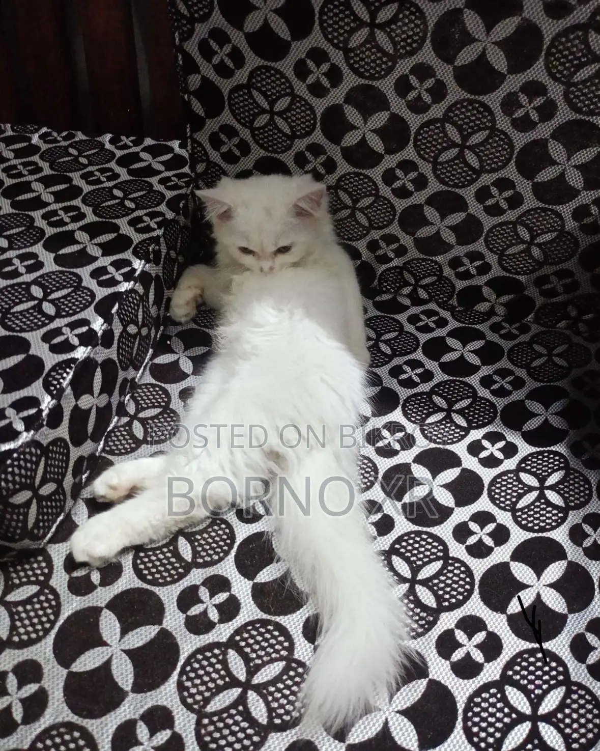 1+ year Male Purebred Persian Cat