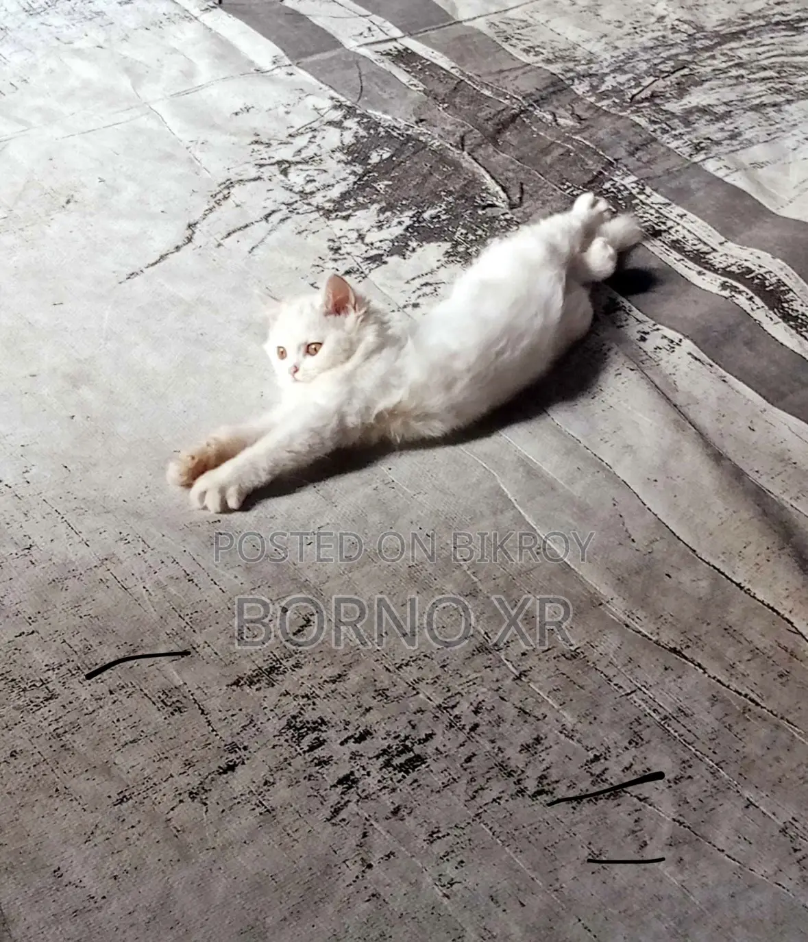 1+ year Male Purebred Persian Cat