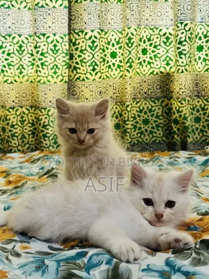 1-3 Months Male Purebred Persian
