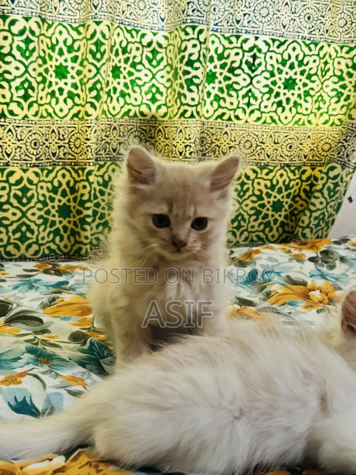 1-3 Months Male Purebred Persian