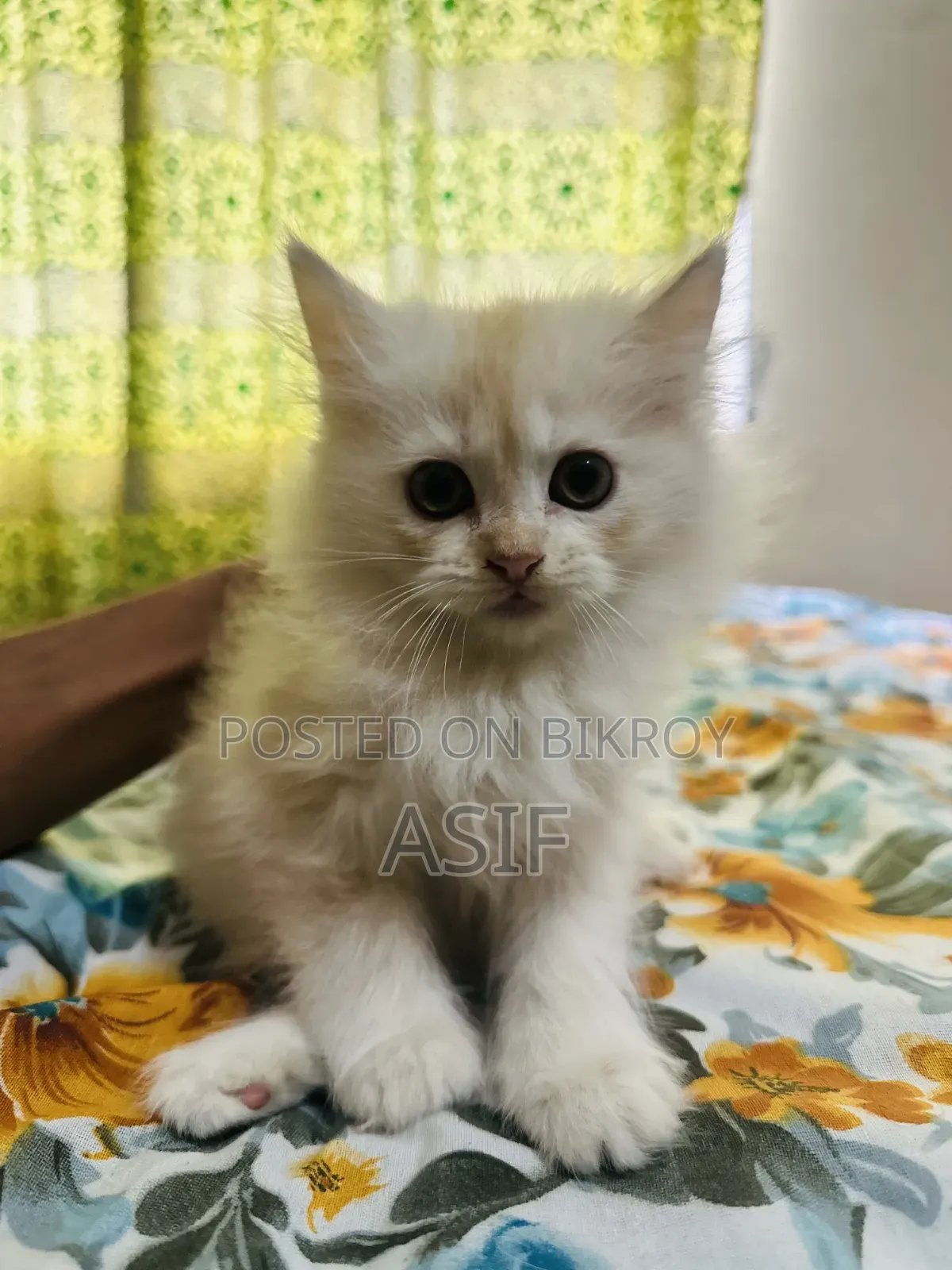 1-3 Months Male Purebred Persian