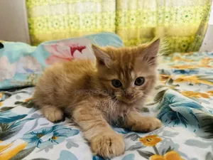 1-3 Months Male Purebred Persian