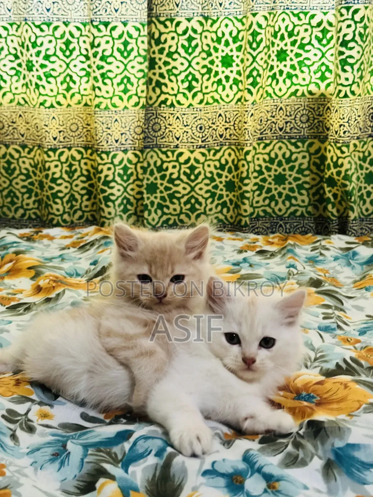 1-3 Months Male Purebred Persian