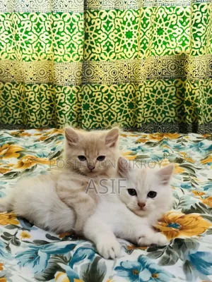 1-3 Months Male Purebred Persian