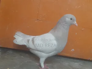 দুই টা মাদি কবুতর
