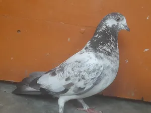 দুই টা মাদি কবুতর