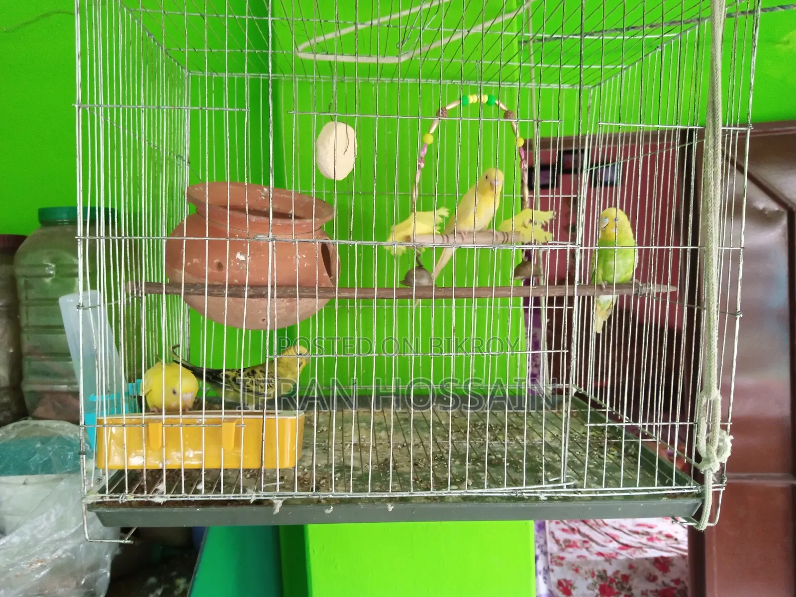 Two pairs of Budgerigar birds for sale with full setup