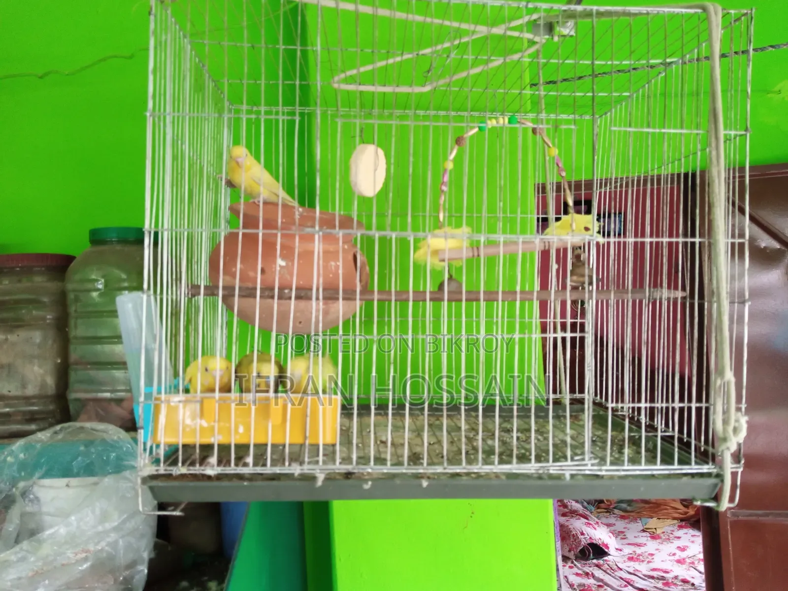 Two pairs of Budgerigar birds for sale with full setup