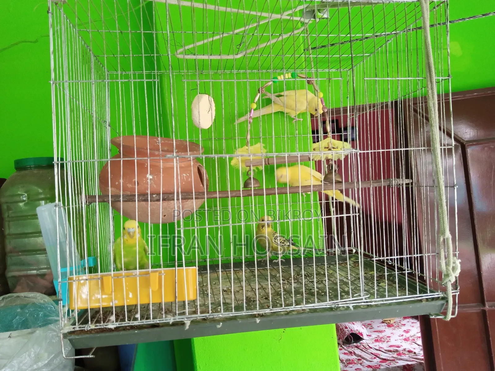 Two pairs of Budgerigar birds for sale with full setup