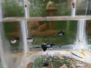 Black Metal Lace Guppy