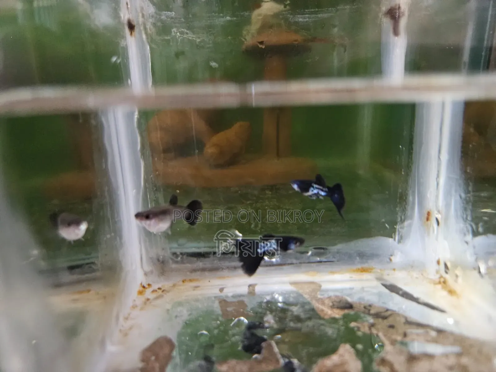 Black Metal Lace Guppy
