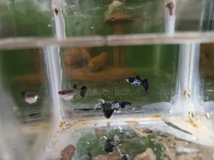 Black Metal Lace Guppy