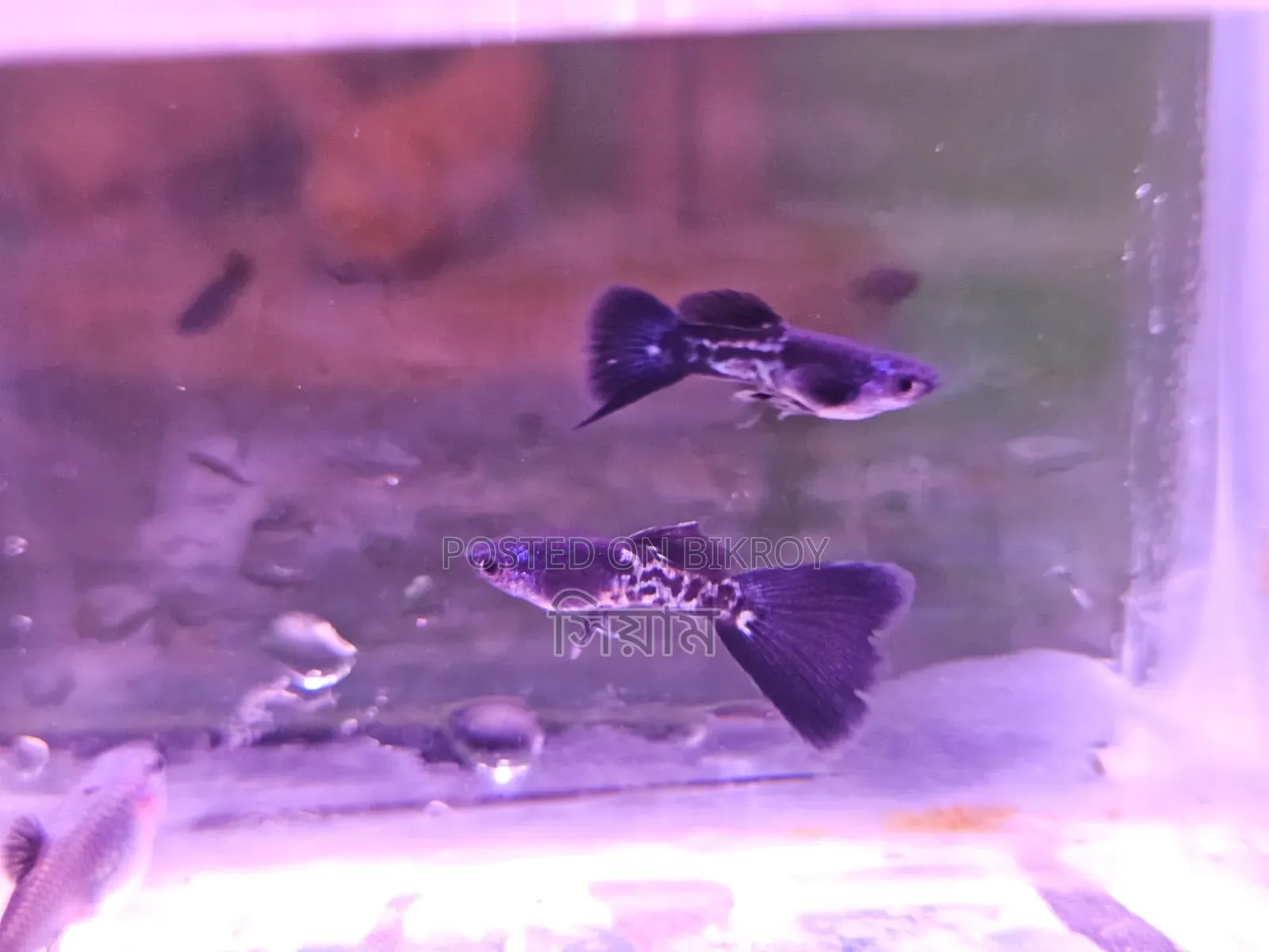 Black Metal Lace Guppy