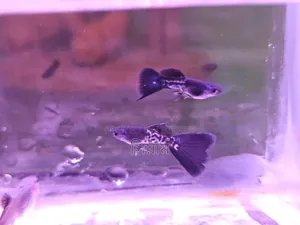 Black Metal Lace Guppy