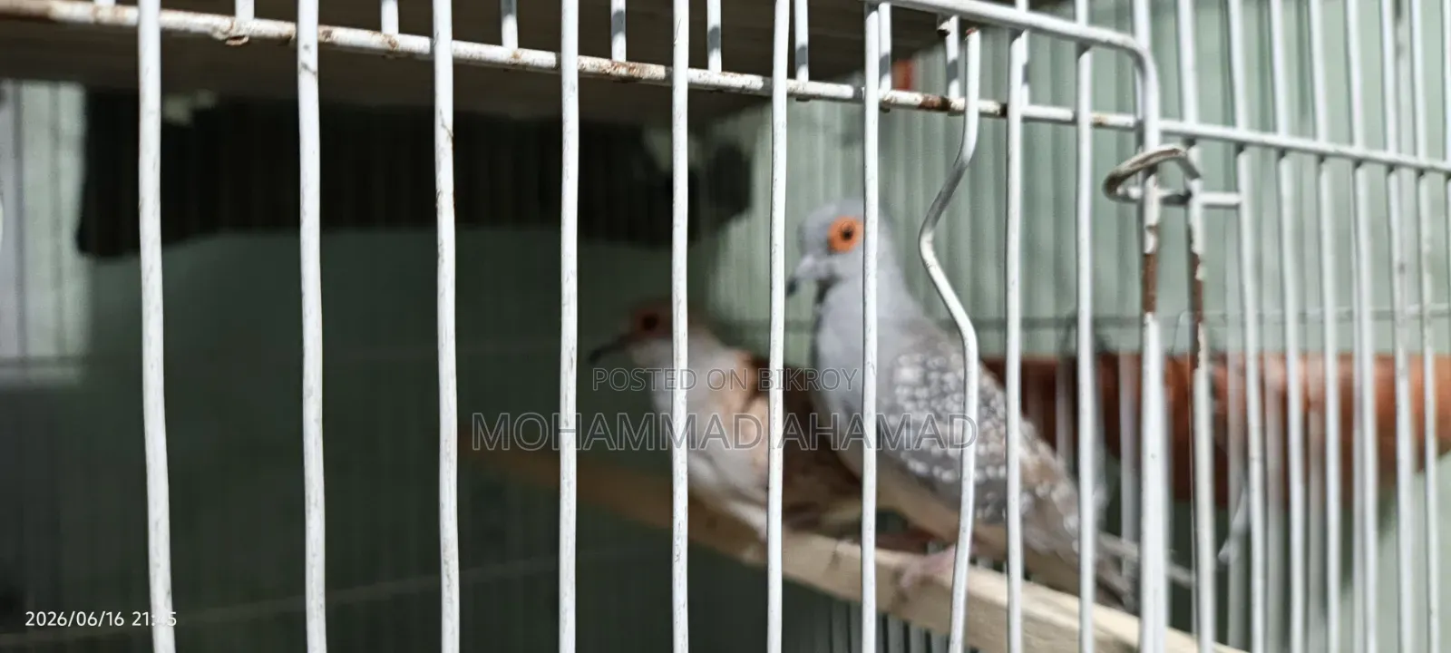 Dimond Dove - Master Pair