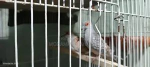 Dimond Dove - Master Pair