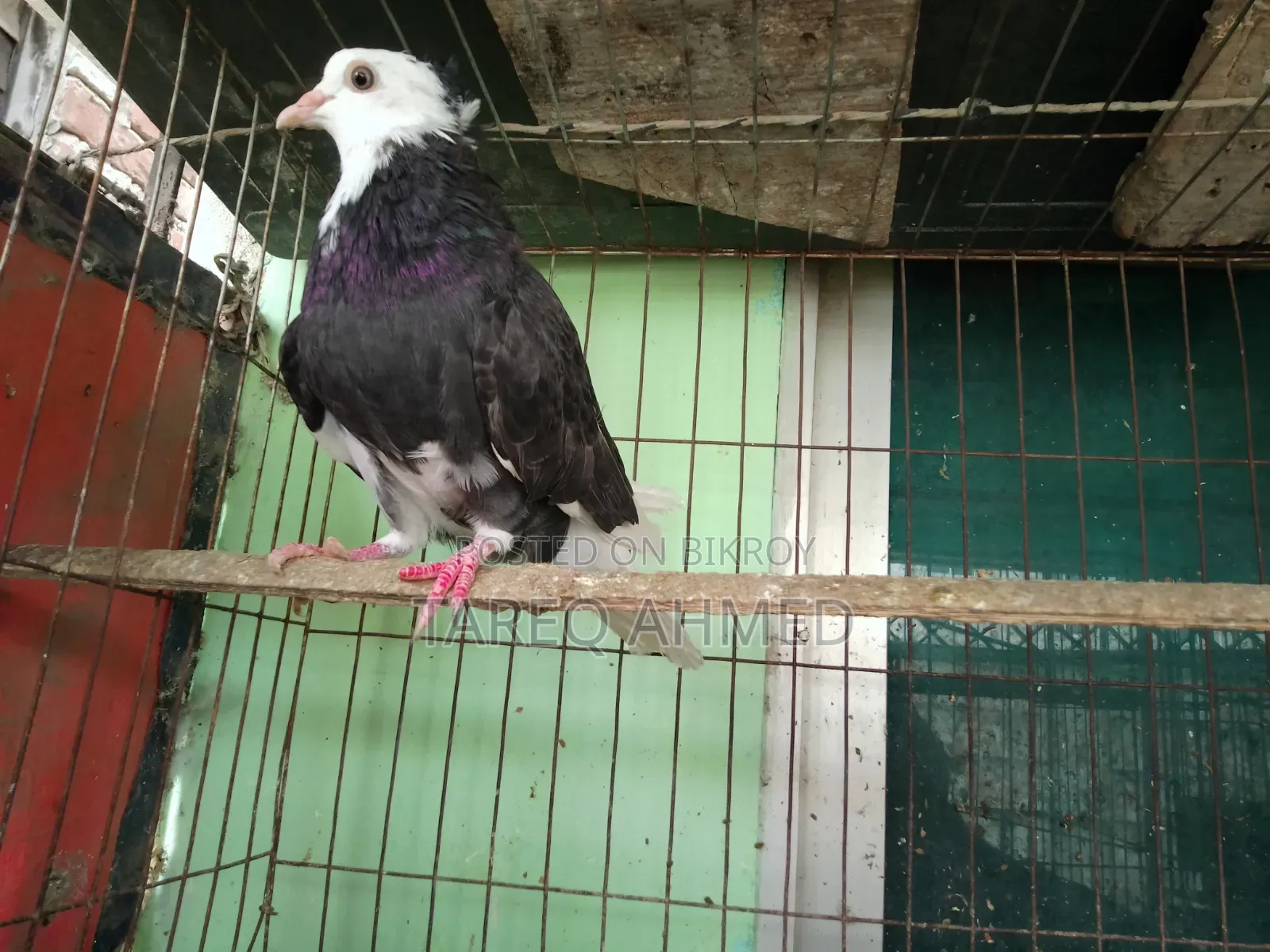 Morda Pigeon