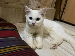 1+ Year Male Purebred Persian Cat