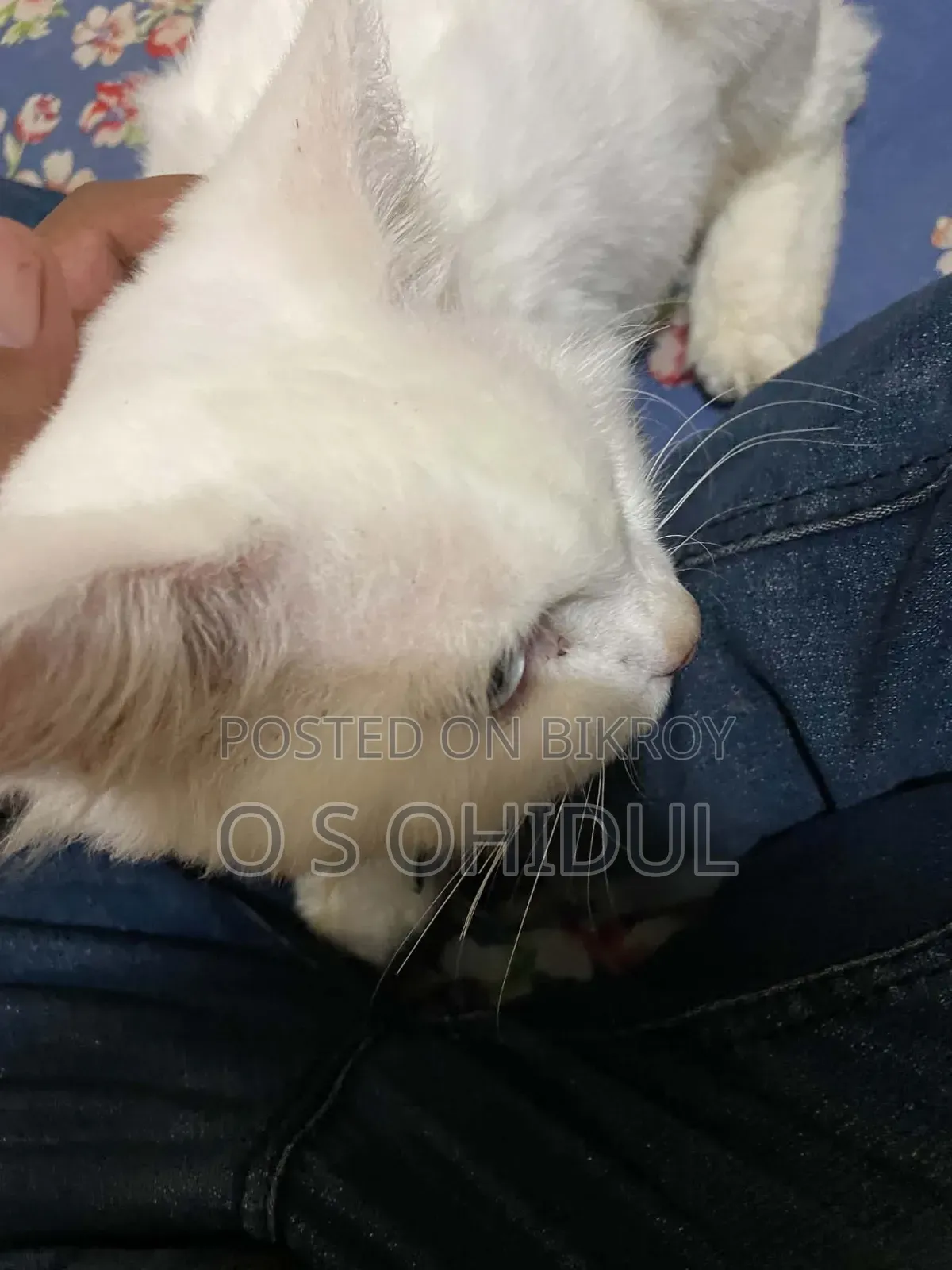 1+ Year Male Purebred Persian Cat