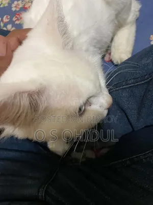 1+ Year Male Purebred Persian Cat