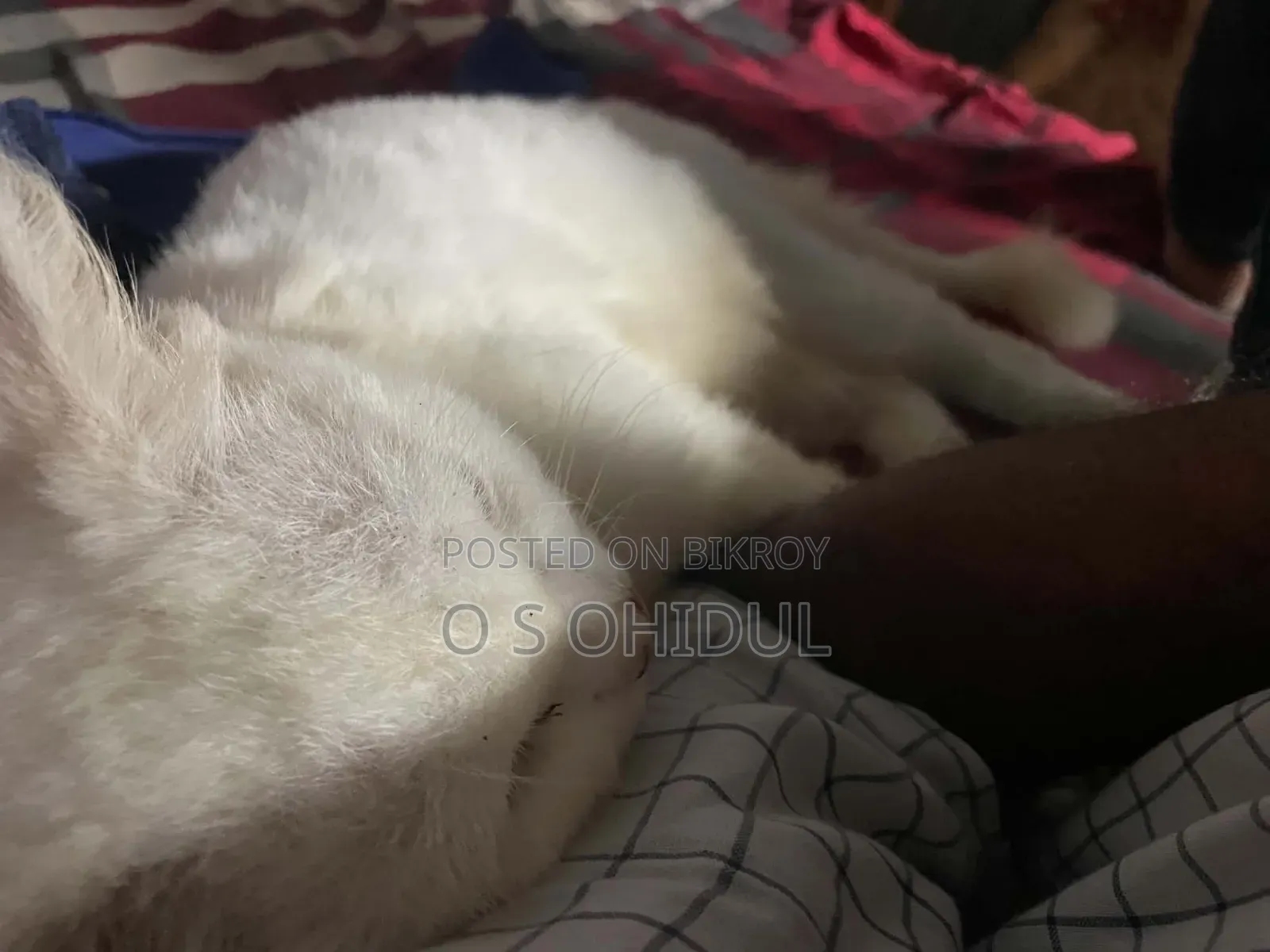 1+ Year Male Purebred Persian Cat