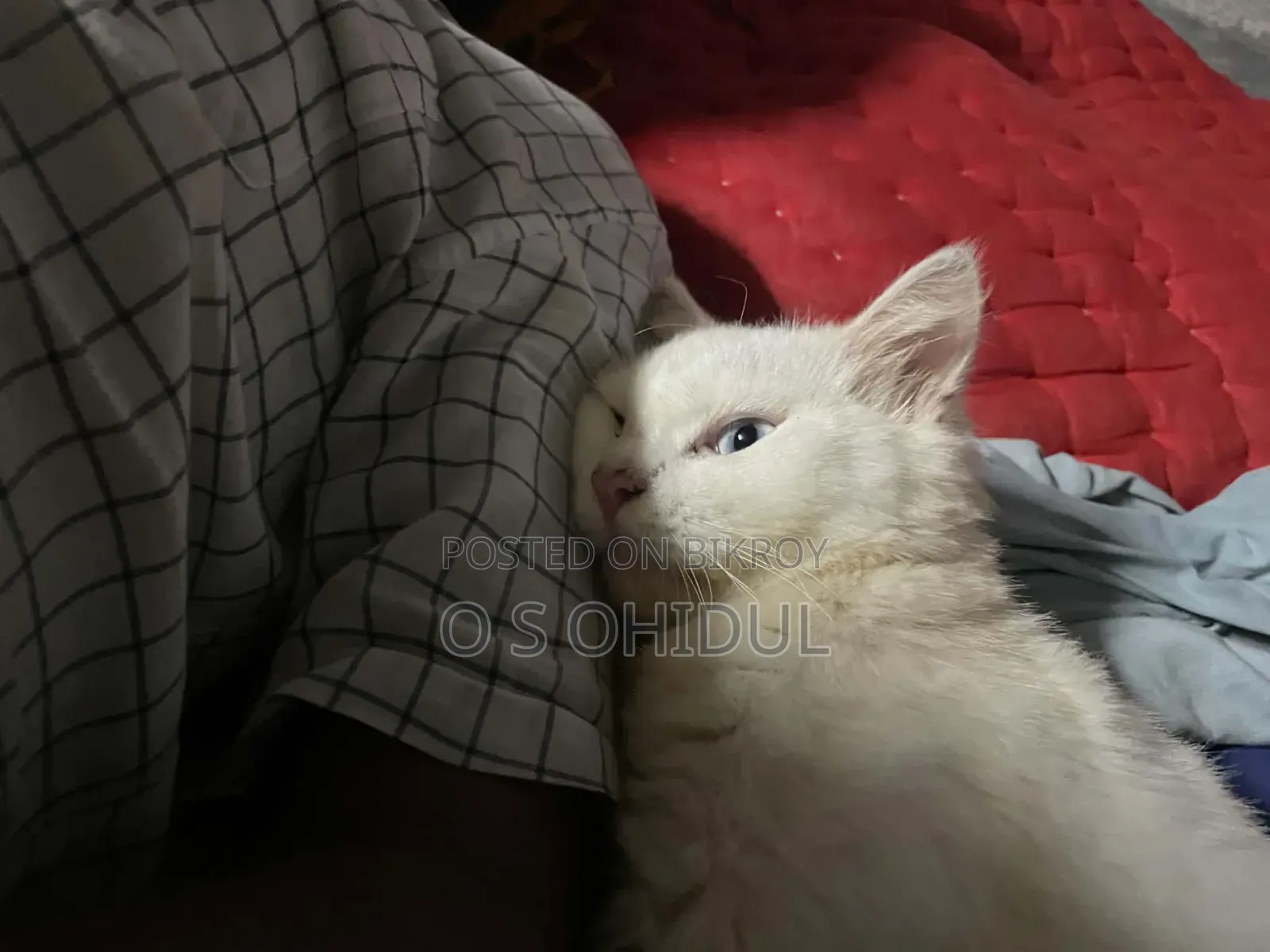 1+ Year Male Purebred Persian Cat