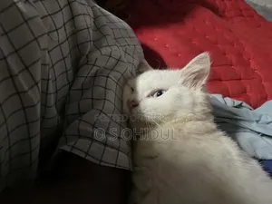 1+ Year Male Purebred Persian Cat