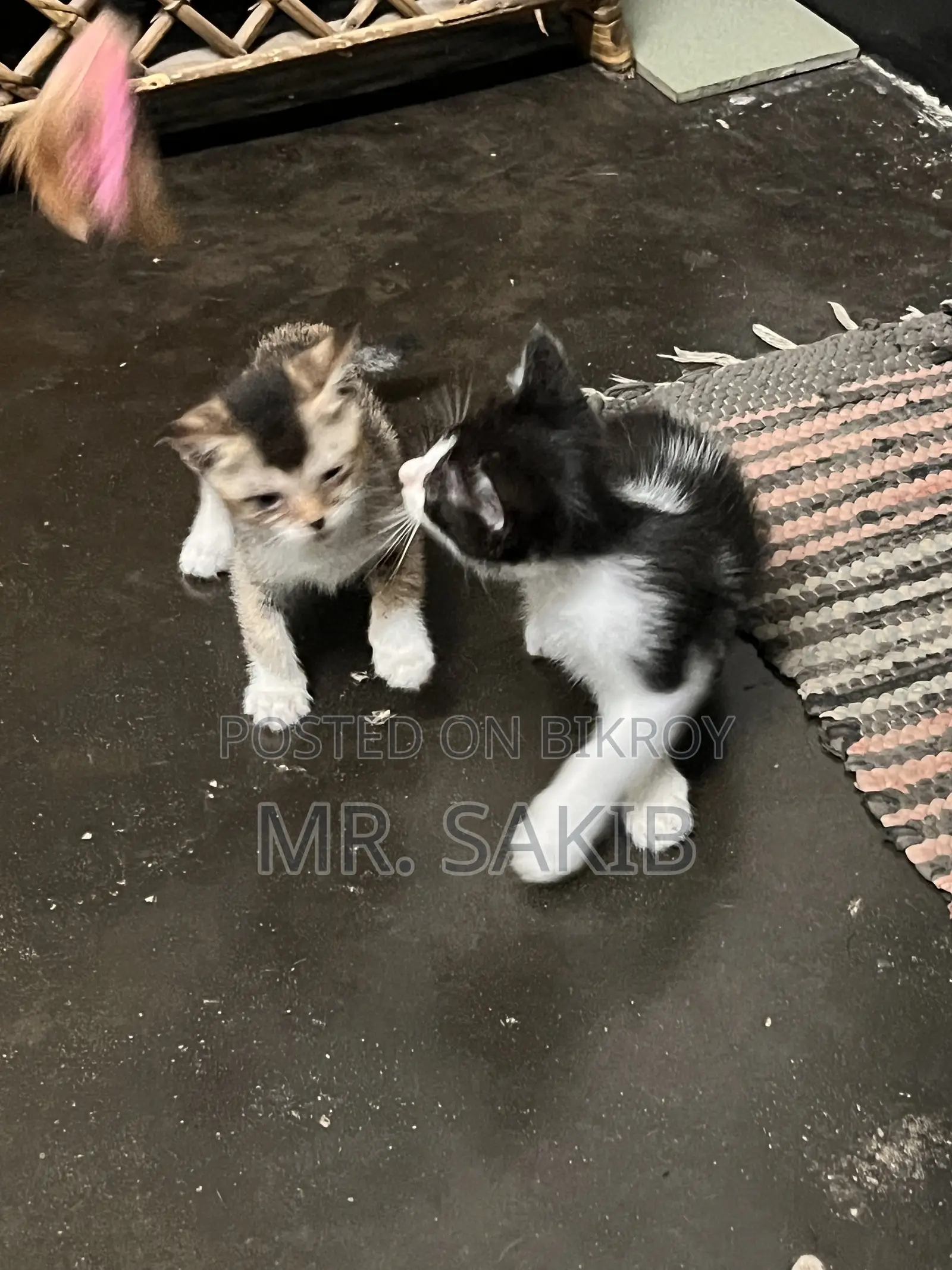 1-3 Months Male Mixed Breed Cat