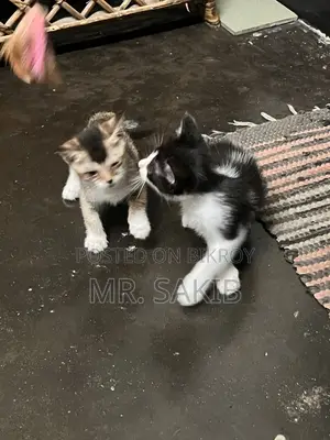 1-3 Months Male Mixed Breed Cat