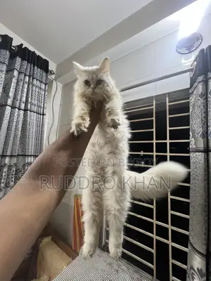 3-6 Months Female Purebred Persian