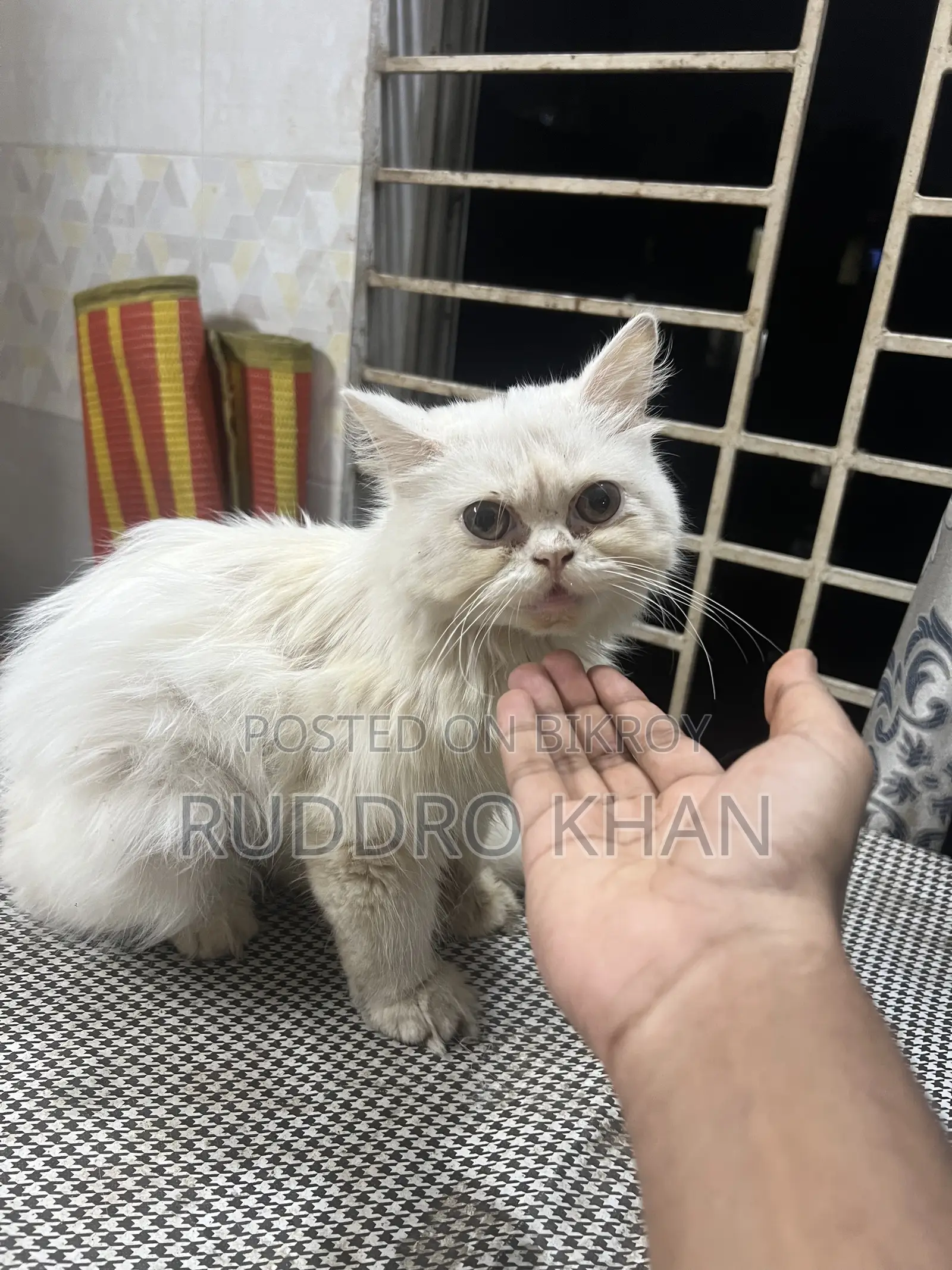 3-6 Months Female Purebred Persian