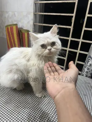 3-6 Months Female Purebred Persian
