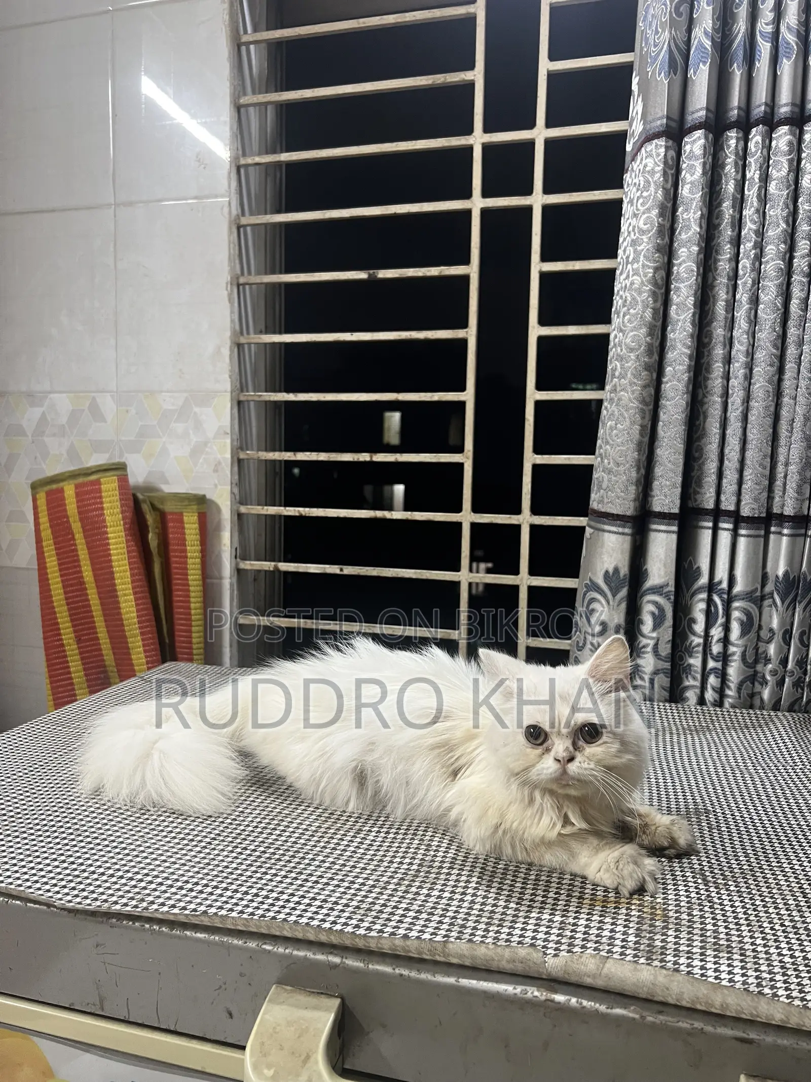3-6 Months Female Purebred Persian