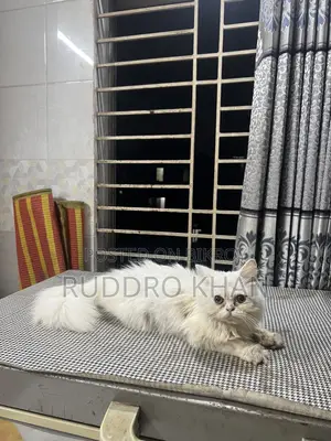 3-6 Months Female Purebred Persian