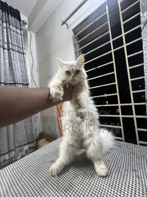 3-6 Months Female Purebred Persian