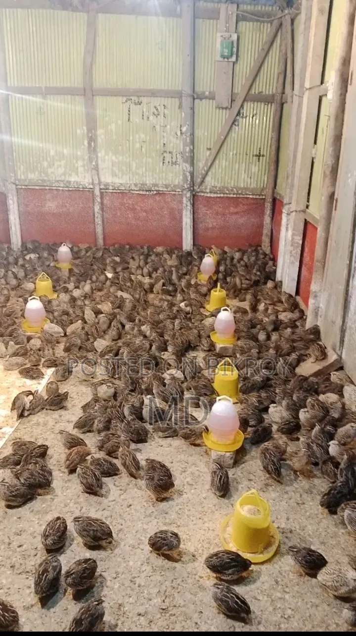 Quail birds for sale, price 95 each (negotiable), any quantity available