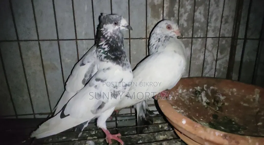 2 pairs of running Giribaz pigeons for sale